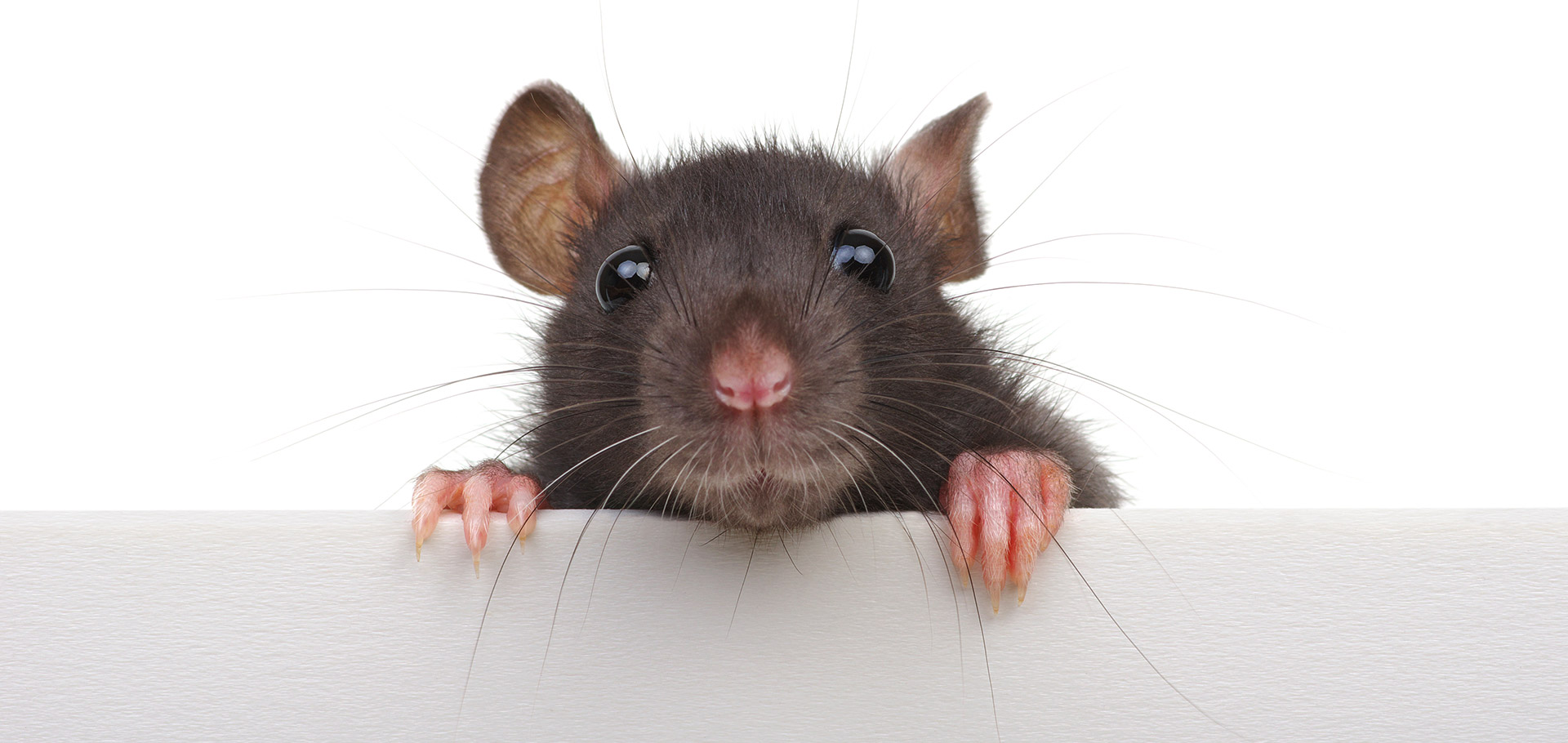 Cleaning Up Rodent Droppings In Your Attic Alabama BioOne of